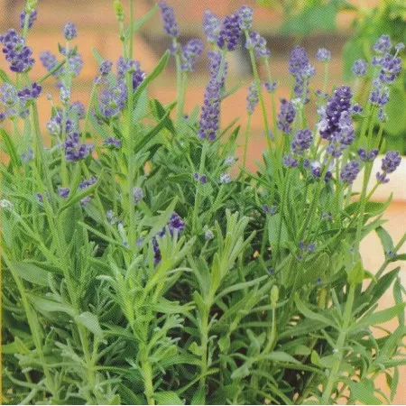 Lavender Green Absolute Oils 1